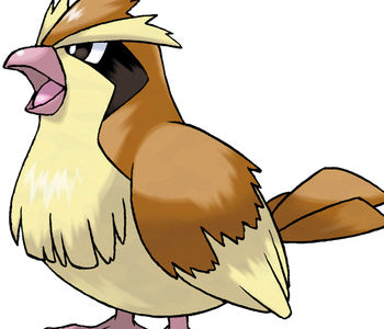 Pidgey